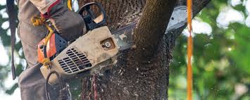 How Our Tree Care Process Works  in  Babbitt, MN